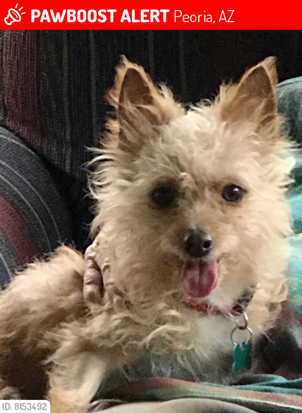 Lost Female Dog last seen Olive Ave to Peoria Ave and west of the 101 to 99th Ave., Peoria, AZ 85383
