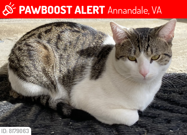 Lost Male Cat last seen Pacific lane , Annandale, VA 22003