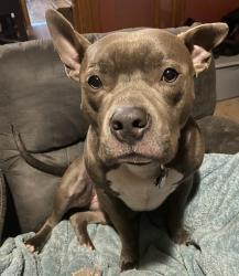 Lost Male Dog last seen S Riverview Ave and Linden Ave Miamisburg near Miami river, Miamisburg, OH 45342