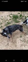 Lost Female Dog last seen Hwy 154  CR 1880, Yantis, TX 75497