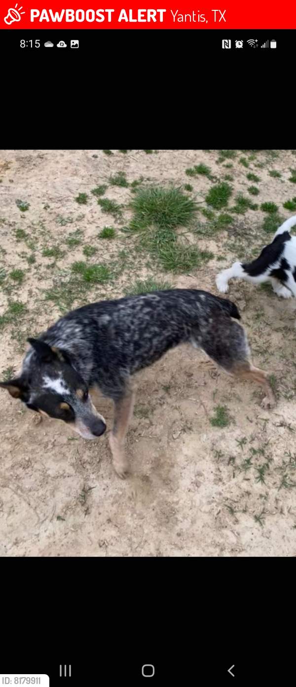 Lost Female Dog last seen Hwy 154  CR 1880, Yantis, TX 75497