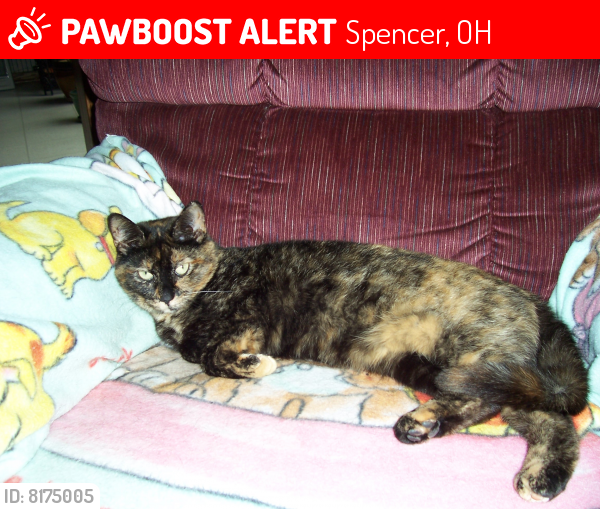 Lost Female Cat last seen Near avon lake road, chatham ohio, Spencer, OH 44275