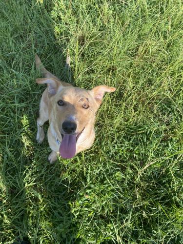 Found/Stray Female Dog last seen Hill Rd. Sumter, SC, Sumter, SC 29153