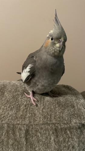 Lost Female Bird last seen NW 2nd Pl, Coral Springs, FL 33071
