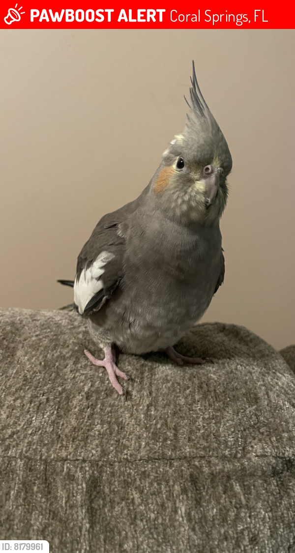 Lost Female Bird last seen NW 2nd Pl, Coral Springs, FL 33071
