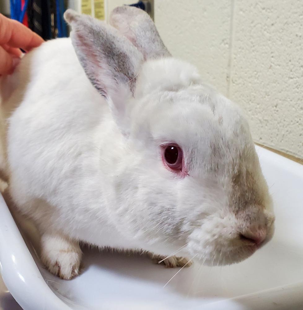 Shelter Stray Female Domestic rabbit last seen Fairfax County, VA , Fairfax, VA 22032