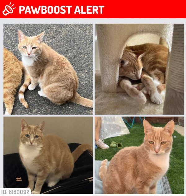 Blackpool, England Lost Female Cat, Izzy Is Missing PawBoost