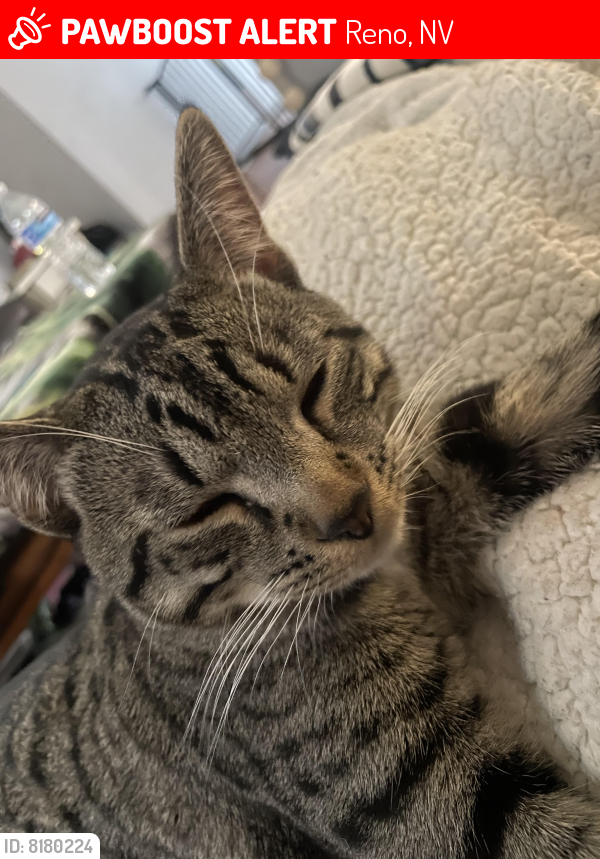 Lost Male Cat last seen Near sopwith blvd , Reno, NV 89506