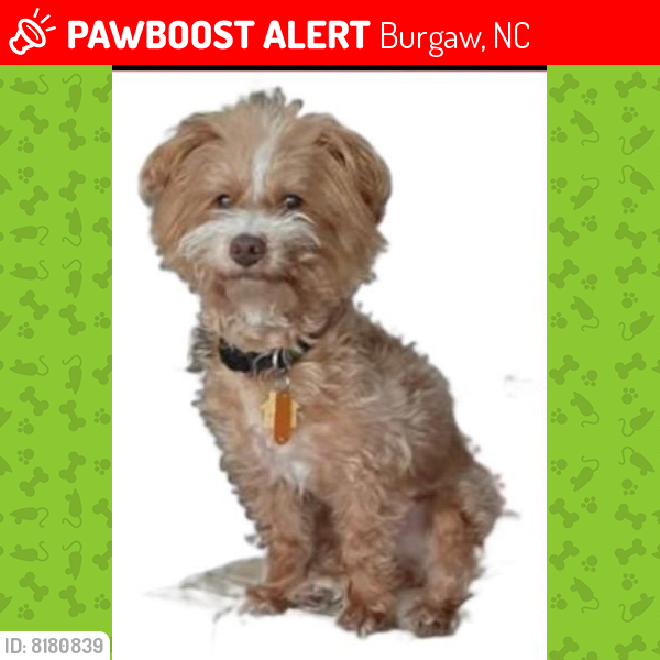 Lost Male Dog last seen Tealbriar St. & Willowbend Dr., Burgaw, NC 28425