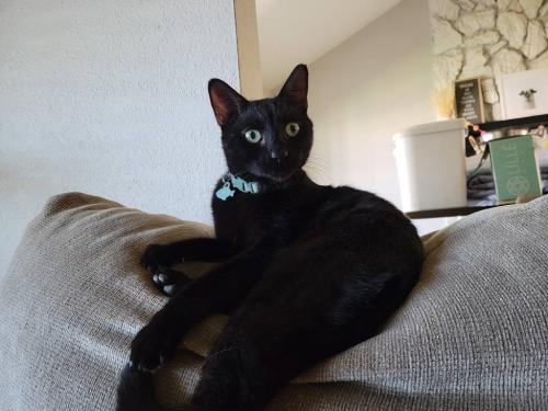 Lost Male Cat last seen Phelps Rd and 31st Ave, Phoenix, AZ 85053