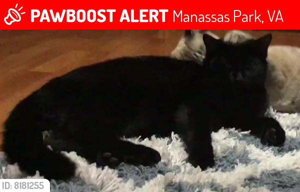 Lost Male Cat last seen Near Manassas park Community center, Manassas Park, VA 20111
