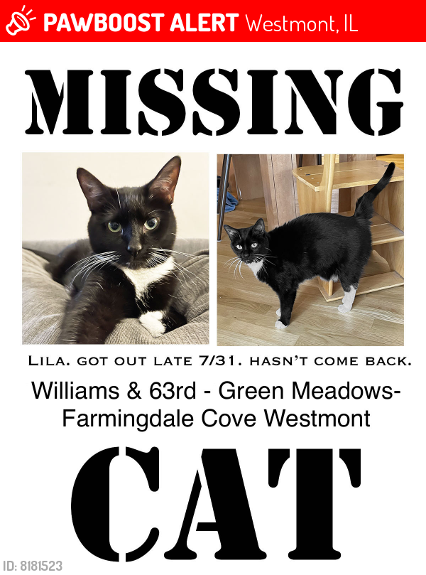 Lost Female Cat last seen Williams/63rd, Westmont, IL 60559