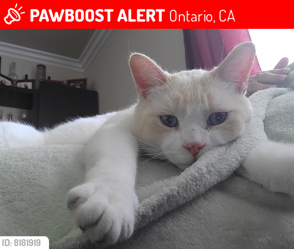 Lost Male Cat last seen N Corona Ave, Ontario, CA 91764