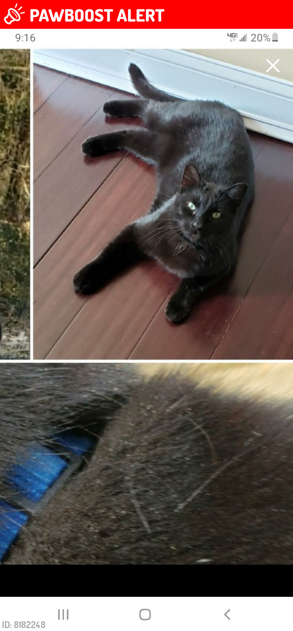 Lost Male Cat last seen Old Fort Rd Fort Washington , Prince George's County, MD 20744
