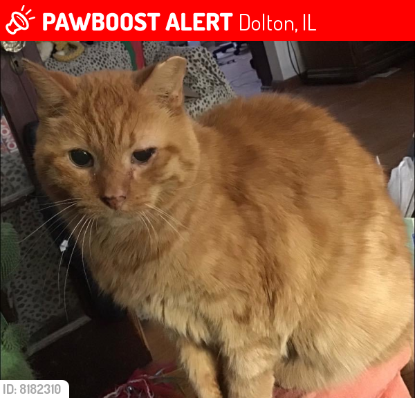 Lost Male Cat last seen Subley and went worth/riverside drive, Dolton, IL 60419