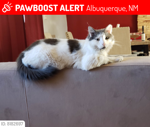 Lost Male Cat last seen Universe and Irving, Albuquerque, NM 87114