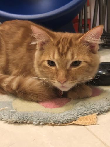 Lost Male Cat last seen Decaire and Charland ave, Coquitlam, BC V3K 3L8