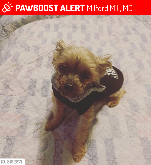 Lost Male Dog last seen Shady Lane & Gaither Rd., Milford Mill, MD 21244