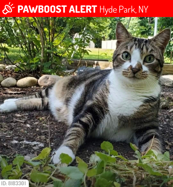 Lost Male Cat last seen Morris drive, Hyde Park, NY 12538