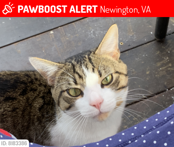 Lost Male Cat last seen Near beech hollow ln, Newington, VA 22153