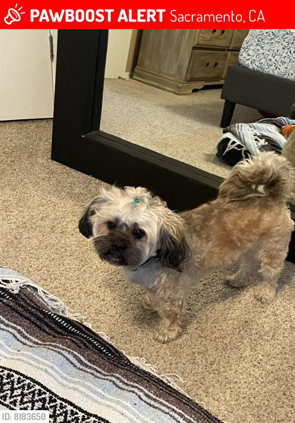 Sacramento, CA Lost Male Dog, Toby Is Missing PawBoost