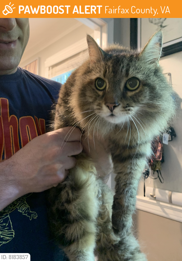 Found/Stray Female Cat last seen Silverleaf Dr , Fairfax County, VA 22039