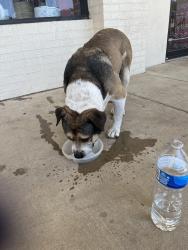 Reunited Male Dog last seen East board, Mansfield, TX 76063