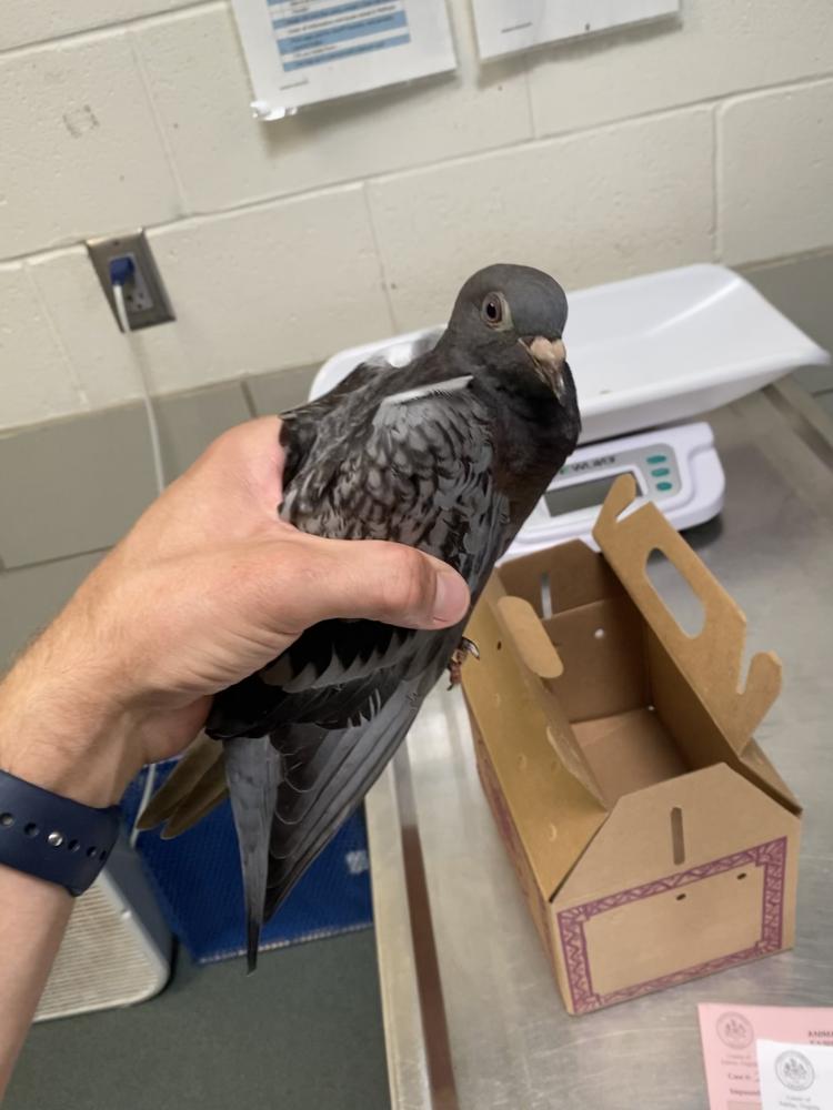 Shelter Stray Unknown Pigeon last seen McNair Dr, Alexandria VA 22309, Fairfax County, VA, Fairfax, VA 22032
