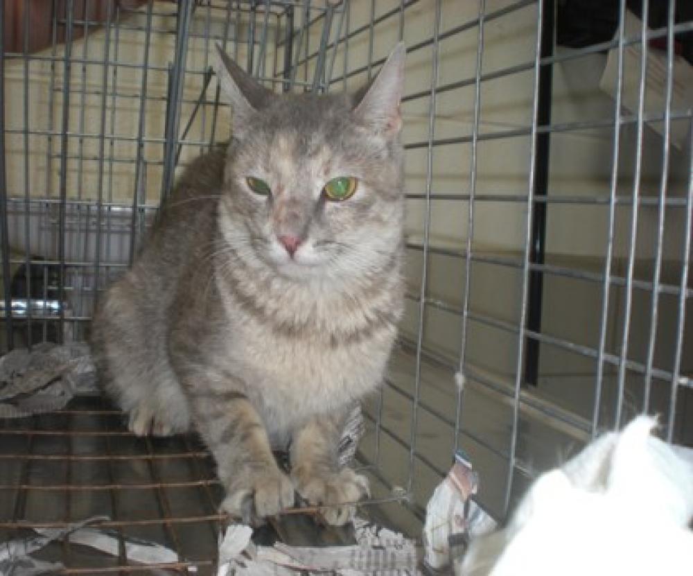 Shelter Stray Female Cat last seen Merrifield, VA 22180, Fairfax, VA 22032