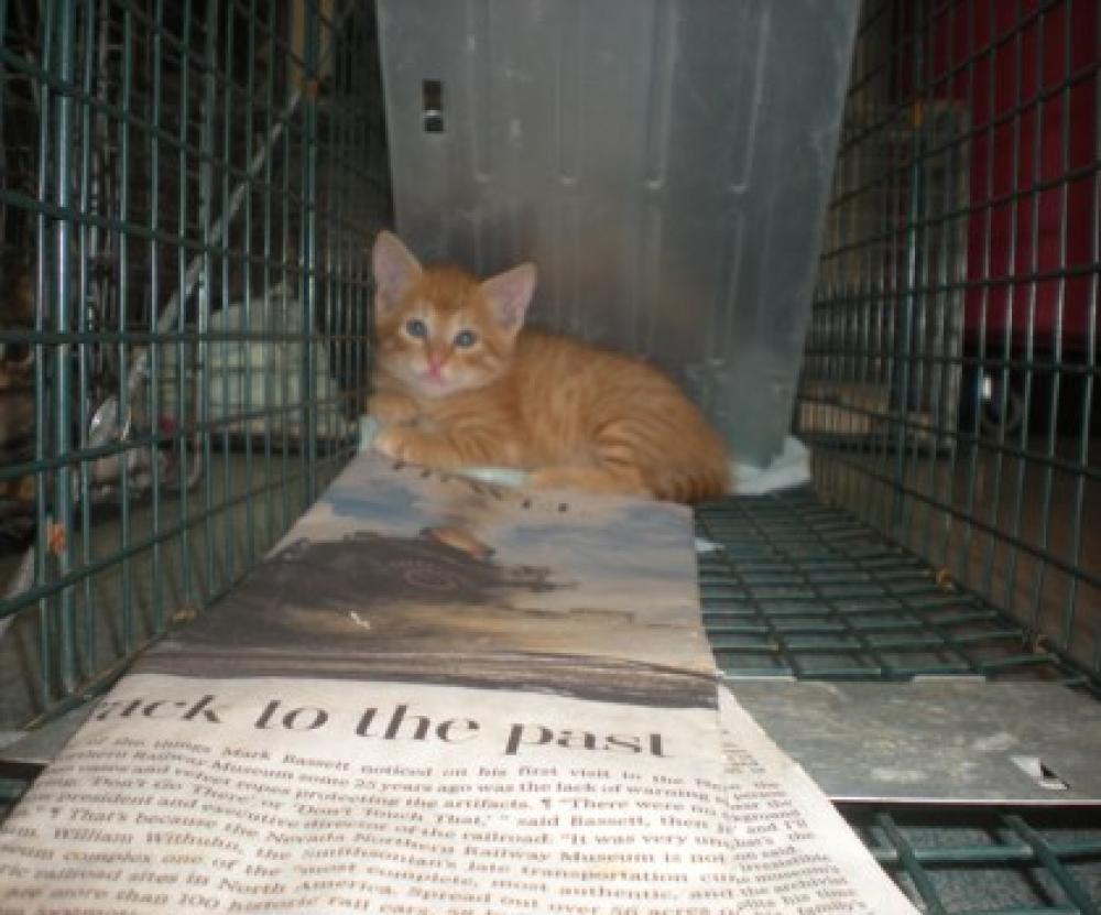 Shelter Stray Male Cat last seen Merrifield, VA 22180, Fairfax, VA 22032