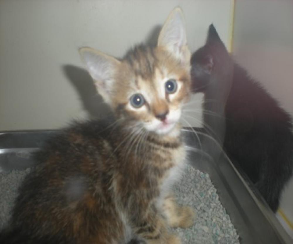 Shelter Stray Female Cat last seen Merrifield, VA 22180, Fairfax, VA 22032