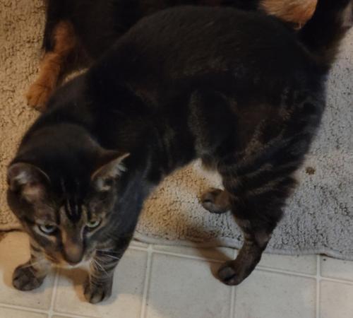 Lost Male Cat last seen Tennessee Avenue in Baltimore Highlands , Lansdowne, MD 21227