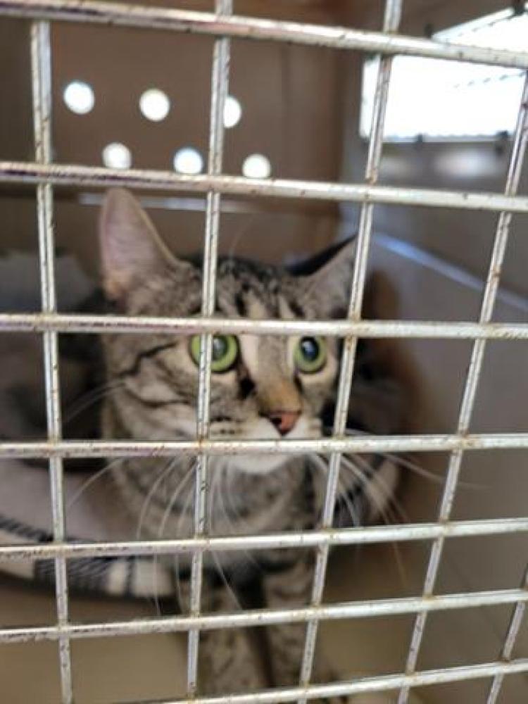 Shelter Stray Male Cat last seen Near BLOCK W 3965, Salt Lake City, UT 84120