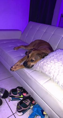 Lost Female Dog last seen Peninsula dr, Daytona Beach, FL 32118