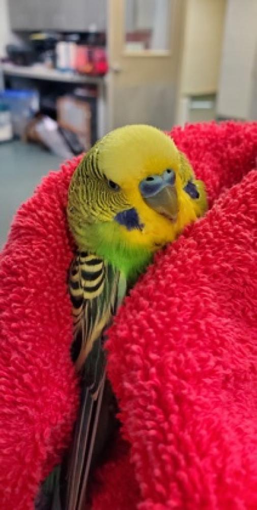 Shelter Stray Male Parakeet (budgie) last seen Near Longbrook Rd Springfield VA 22152, Fairfax County, VA, Fairfax, VA 22032