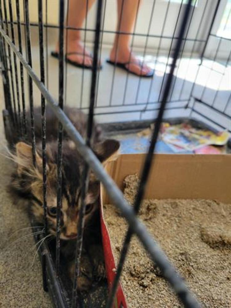 Shelter Stray Unknown Cat last seen Near BLOCK S 2540, Salt Lake City, UT 84120