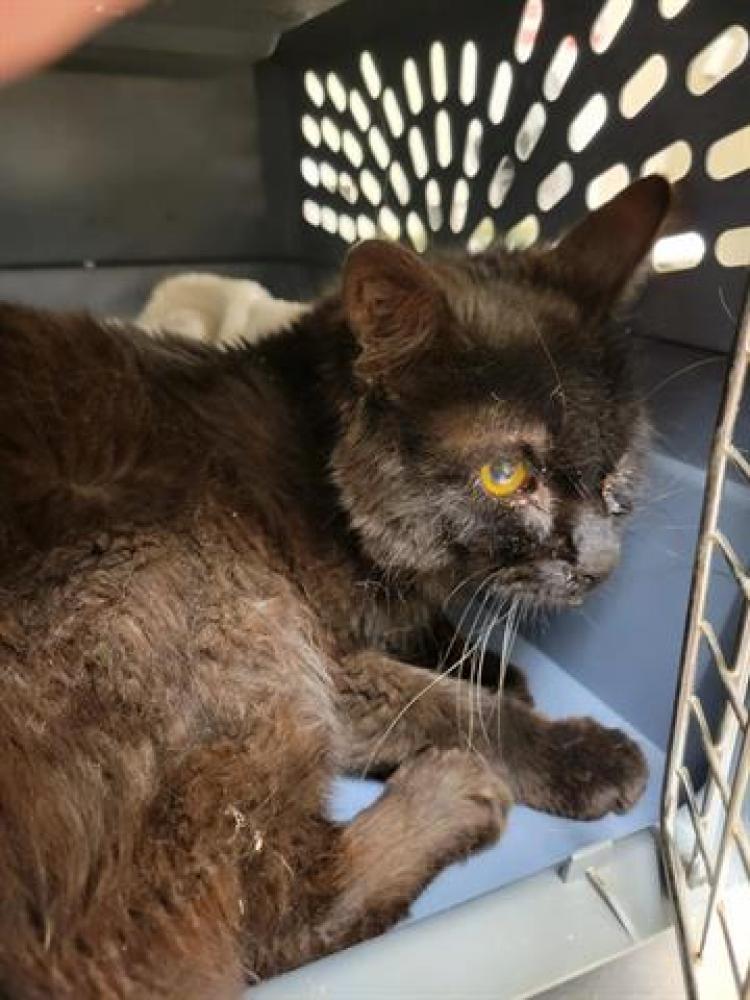 Shelter Stray Male Cat last seen Near BLOCK S 4400, Salt Lake City, UT 84120