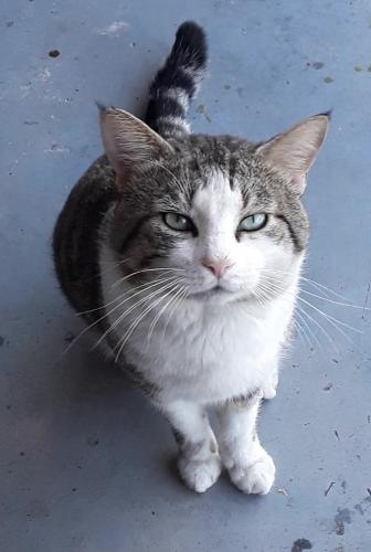 Lost Male Cat last seen Collier County Domestic Animal Services, Naples, FL 34112
