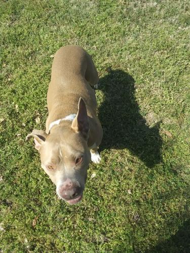 Lost Female Dog last seen Sunset Blvd and Leaphart Rd west Columbia SC , West Columbia, SC 29169