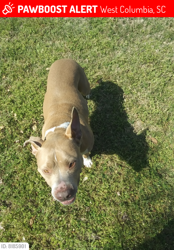 Lost Female Dog last seen Sunset Blvd and Leaphart Rd west Columbia SC , West Columbia, SC 29169