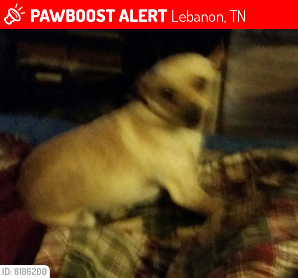 Lost Male Dog in Lebanon, TN 37087 Named Pete Gravley (ID 8186200