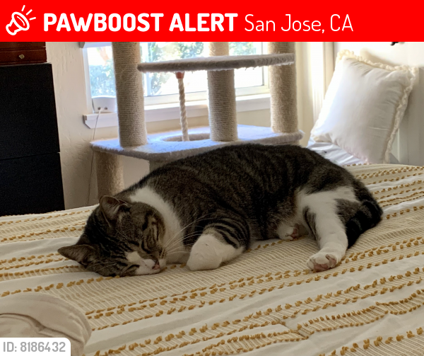Lost Female Cat last seen Harmil Way and Pine Ave, San Jose, CA 95125