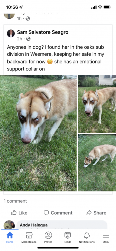 Found/Stray Female Dog last seen wesmere parkway, caton farm road, Joliet, IL 60586