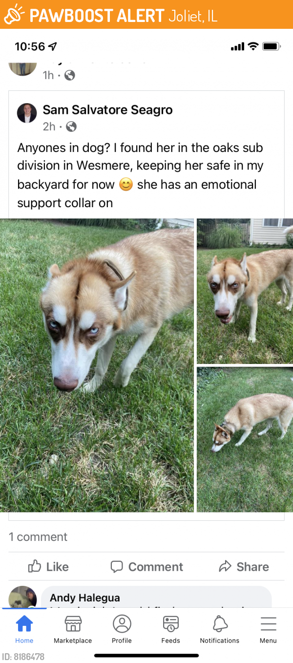 Found/Stray Female Dog last seen wesmere parkway, caton farm road, Joliet, IL 60586