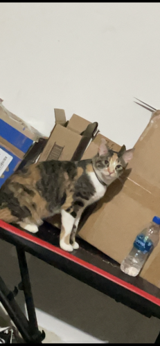 Lost Female Cat last seen tinley park, Tinley Park, IL 60477