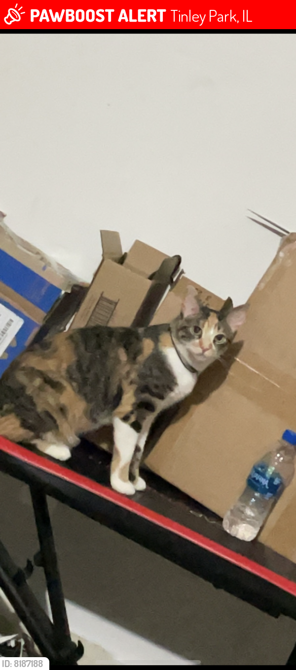 Lost Female Cat last seen tinley park, Tinley Park, IL 60477