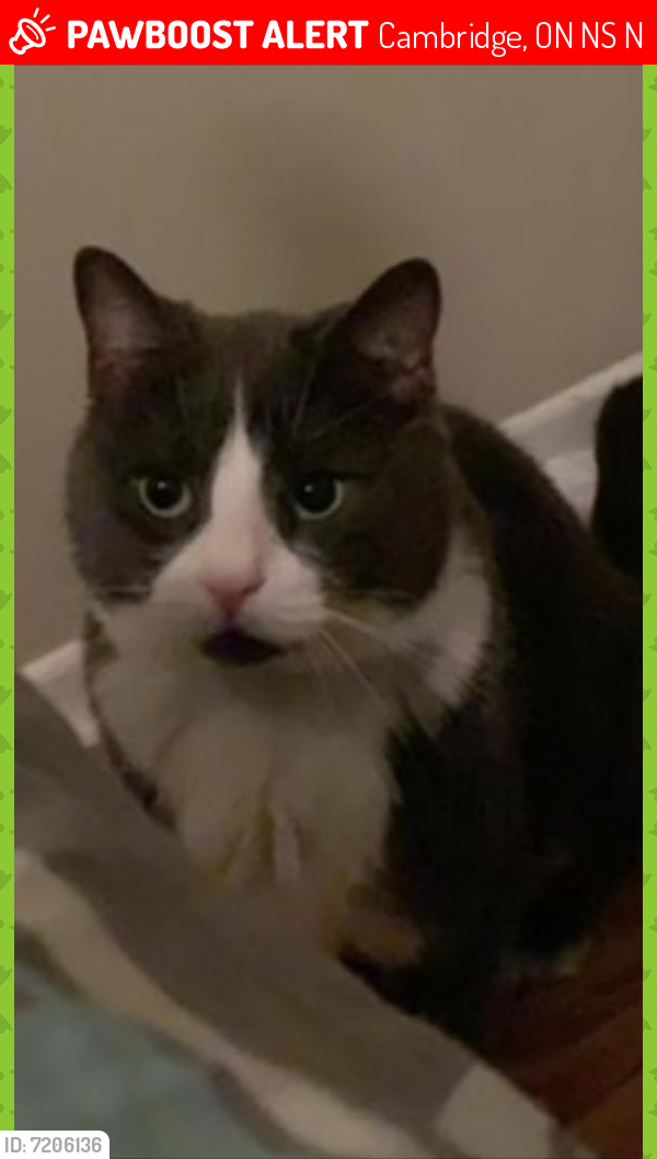 Lost Male Cat last seen Southwood Drive  & St Andrews Street, Cambridge, ON N1S 3N9