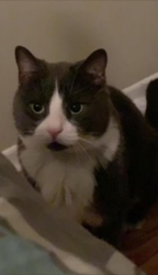 Lost Male Cat last seen Southwood Drive  & St Andrews Street, Cambridge, ON N1S 3N9