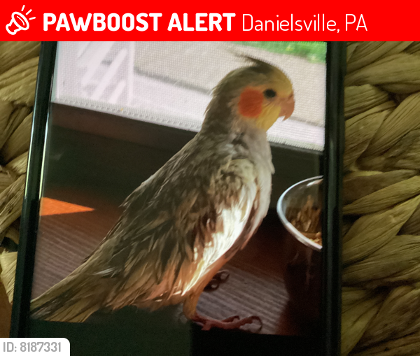 Deceased Female Bird last seen Mountainview , Danielsville, PA 18038