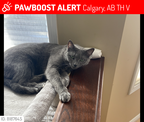 Lost Female Cat last seen Signature close sw, Calgary, AB T3H 2V6